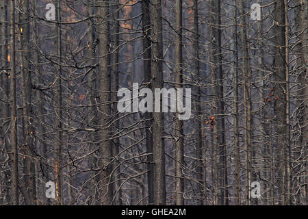 Les troncs d'arbres brûlés après des incendies dans les forêts de conifères Banque D'Images