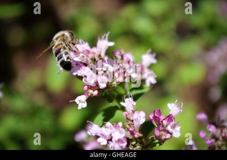 Bumblebee tricheuse fleurs violettes dans la vallée de Comox, Vancouver Island, British Columbia, Canada Banque D'Images