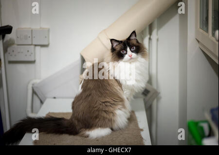 Un chat Ragdoll pris sur la chaudière à eau chaude sur une soirée froide en hiver Banque D'Images