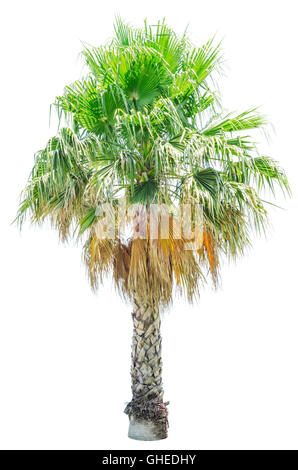 Palmier isolé sur fond blanc. Washingtonia filifera. Banque D'Images