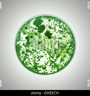 De plus en plus de bactéries dans une boîte de pétri Banque D'Images
