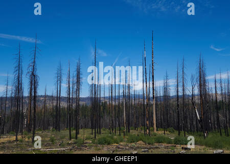 Brûlé des troncs d'arbres détruits par un feu de forêt. La Californie. USA Banque D'Images