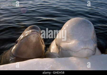 Deux jeunes bélugas dans les trous de glace. Béluga (Delphinapterus leucas) de la mer Blanche, l'Arctique russe Banque D'Images