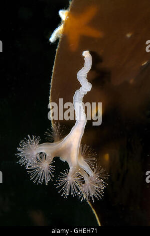 Les Méduses méduses kaléidoscope ou pédonculées (Lucernaria quadricornis) Mer Blanche, l'Arctique russe Banque D'Images