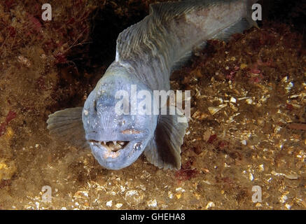 Loup atlantique, l'océan, poisson-chat Poisson-loup ou mer cat (Anarhichas lupus), de la Mer Blanche de l'Arctique russe Banque D'Images