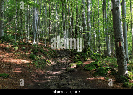 Le chemin balisé à travers la forêt en été Roumanie Banque D'Images