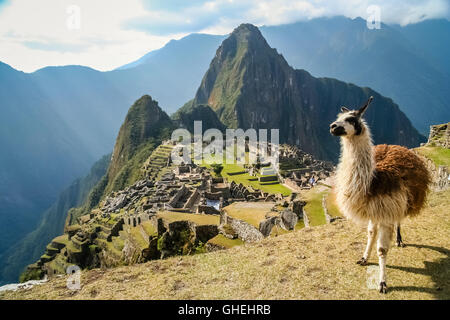 Llama en face de l'ancienne ville inca de Machu Picchu Banque D'Images