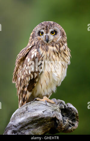 Le hibou des marais (Aseo flammeus) - UK Banque D'Images