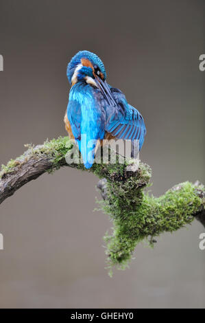 Kingfisher (Alcedo atthis commun) - UK Banque D'Images