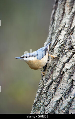 Sittelle torchepot (Sitta europaea) - UK Banque D'Images