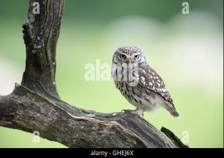 Chouette chevêche (Athene noctua) - UK Banque D'Images