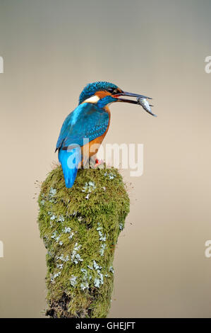 Kingfisher (Alcedo atthis commun) - UK Banque D'Images