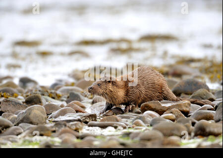 Loutre d'Europe (Lutra lutra), Royaume-Uni Banque D'Images