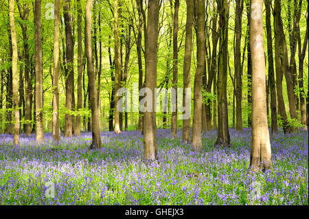 British Bluebells (Hyacinthoides non scriptus) dans un bois de hêtre - France Banque D'Images