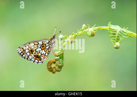 Petite perle bordé fritillary butterfly (Boloria selene) sur bracken - UK Banque D'Images