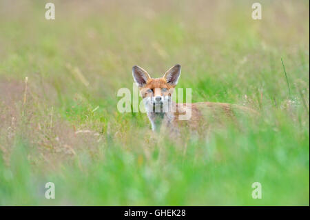 Cub red fox (Vulpes vulpes), Royaume-Uni Banque D'Images