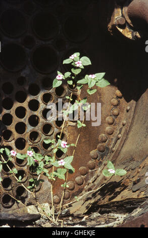 Une scène dans le cimetière de locomotives à Thessalonique, Grèce du nord, octobre 1979. Banque D'Images