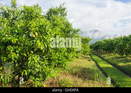 Arbre Orange - Orange Farm dans le district de fang,Chiangmai, Thaïlande. Banque D'Images