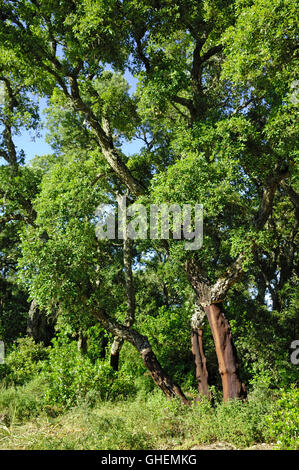 Forêt de chêne liège géré sur le plateau basaltique de la Giara di Gesturi, Sardaigne, Italie Banque D'Images