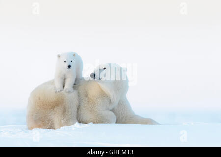 Mère de l'ours polaire (Ursus maritimus) couché sur la toundra et jouer avec de nouveaux nés cub, Parc National de Wapusk, Manitoba, Canada Banque D'Images