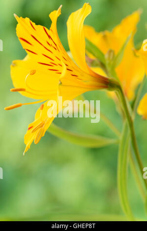 L'Alstroemeria aurea juin lily péruvienne Banque D'Images