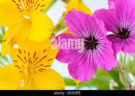 L'Alstroemeria aurea Geranium psilostemon lily péruvienne et arménienne de l'aga de juin géranium sanguin Banque D'Images