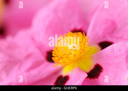 Cistus x purpureus à fleurs pourpres de l'aga de juin rose rock Banque D'Images