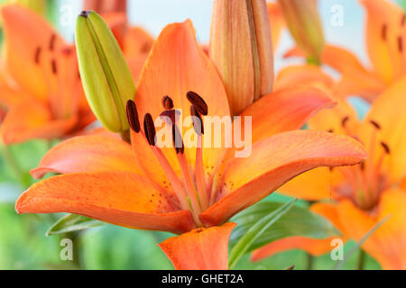 Lilium 'Orange' juin lily asiatique Nain Banque D'Images