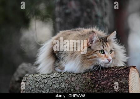 Chat norvégien femelle sur un journal Banque D'Images