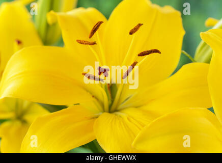 Lilium 'beurre' juin lily asiatique Nain Banque D'Images
