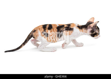 Petit Chaton Rex Cornish isolated on white Banque D'Images