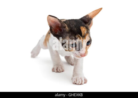 Petit Chaton Rex Cornish isolated on white Banque D'Images