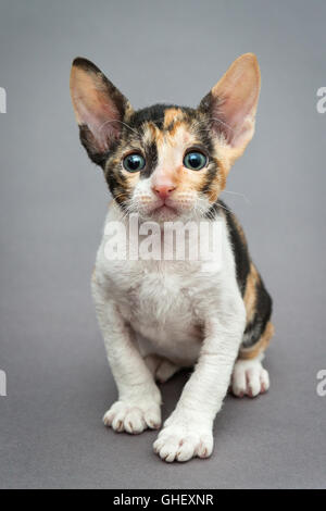 Petit Chaton Rex Cornish cat sur fond gris Banque D'Images