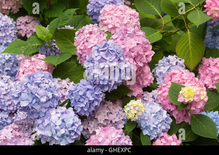 Hydrangea macrophylla 'bailmer' fleurs d'été sans fin Banque D'Images