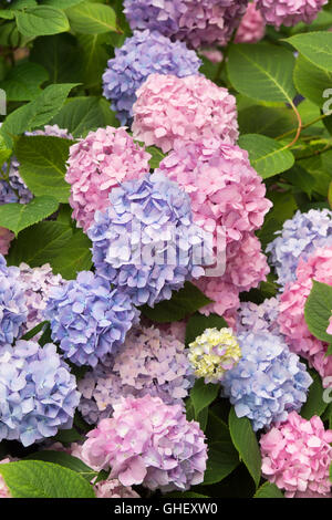 Hydrangea macrophylla 'bailmer' fleurs d'été sans fin Banque D'Images