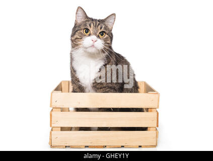 Le Grey house cat est assis tranquillement dans une boîte en bois, isolé sur blanc Banque D'Images