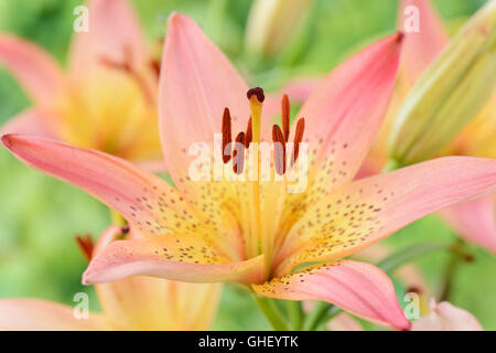 Lilium 'Pink' juin lily asiatique Nain Banque D'Images