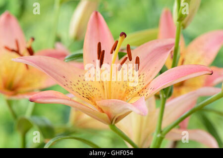 Lilium 'Pink' juin lily asiatique Nain Banque D'Images