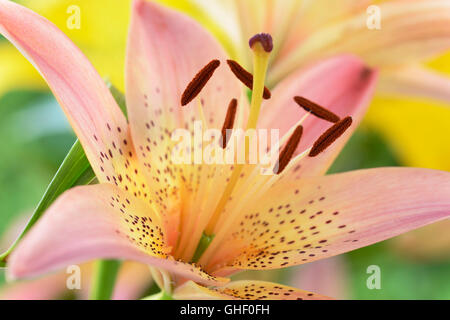 Lilium 'Pink' juin lily asiatique Nain Banque D'Images