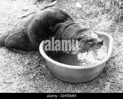 Anneau de l'eau LUMINEUSE UK 1969 Jack Couffer Mij est un doux pet shop otter. Regie : Jack Couffer Banque D'Images