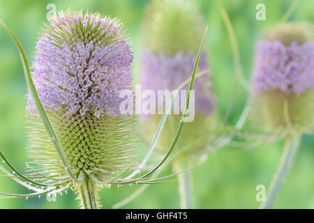 Dipsacus fullonum cardère commune Juillet Banque D'Images