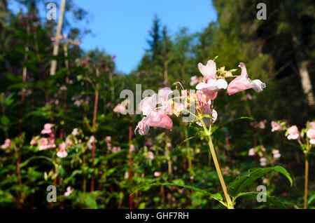 L'Impatiens glandulifera balsamine de l'himalaya ( ) , également connu sous le nom de baume indien , une des espèces envahissantes (néophyte ), l'Autriche, Banque D'Images