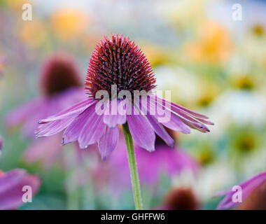 Coneflower close up Banque D'Images