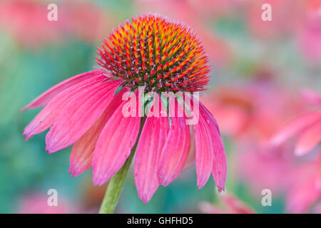 Coneflower close up Banque D'Images