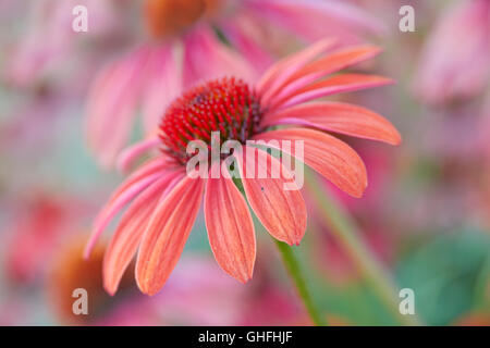 Coneflower close up Banque D'Images