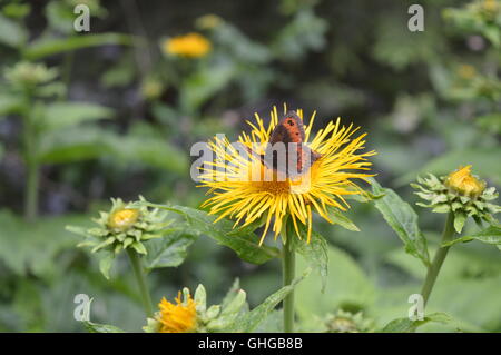 Un papillon brun et une mouche sur une fleur jaune Banque D'Images