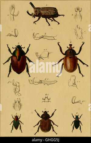 Annales de la Société entomologique de France (1844) Banque D'Images
