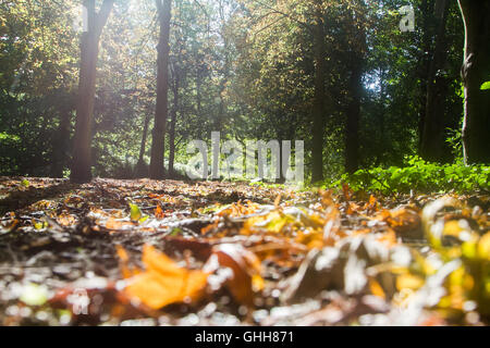 Wimbledon Londres, Royaume-Uni. 28 Sep, 2016. Rétroéclairé feuilles à l'automne soleil sur Wimbledon Common Crédit : amer ghazzal/Alamy Live News Banque D'Images