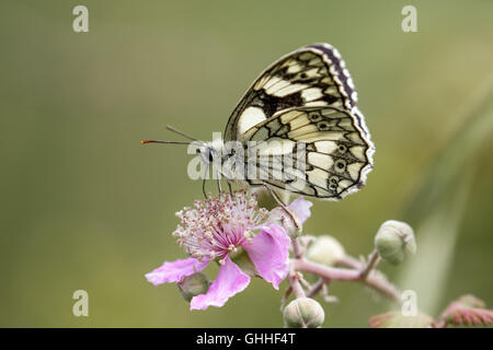 Papillon blanc marbré (Melanargia galathea) sur fleur rose. Vue de profil Banque D'Images