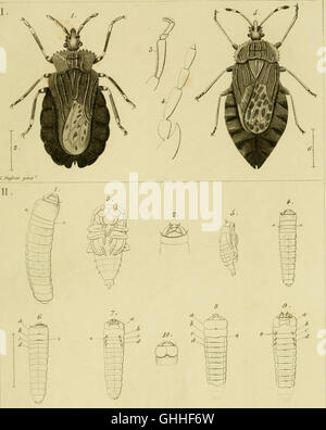 Annales de la Société entomologique de France (1844) Banque D'Images